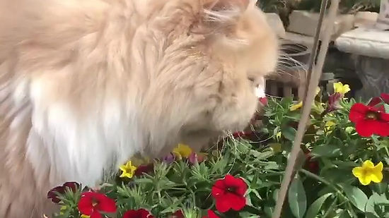 Cat With Flowers